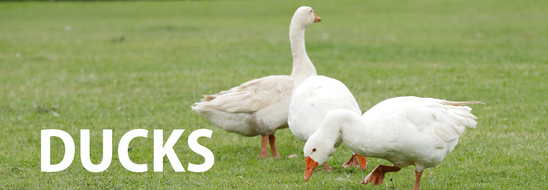 Free Range Duck 